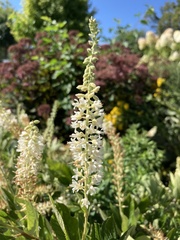 Actaea racemosa