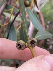 Eucalyptus ecostata