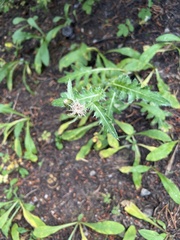 Cirsium osterhoutii