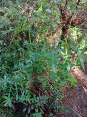 Acradenia frankliniae