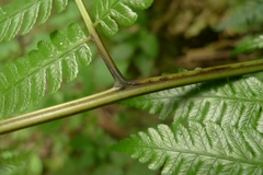 Diplazium melanocaulon