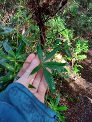 Acradenia frankliniae