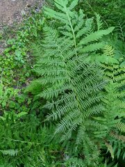 Athyrium angustum