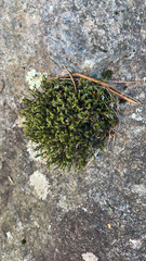 Hedwigia ciliata