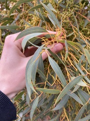 Eucalyptus ecostata
