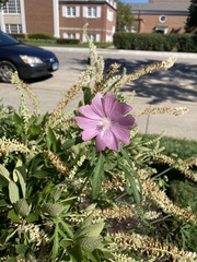 Malva alcea