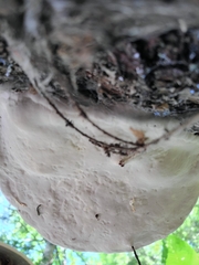 Fomitopsis ochracea