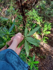 Acradenia frankliniae