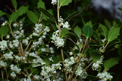 Osmanthus heterophyllus