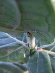 Campopleginae