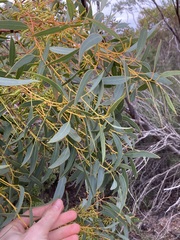 Eucalyptus ecostata