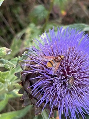 Volucella zonaria