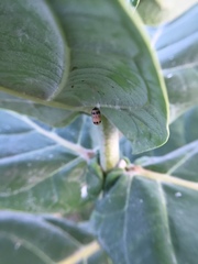 Campopleginae