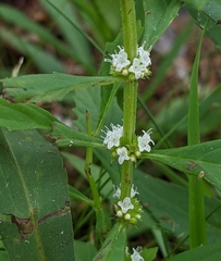 Lycopus uniflorus