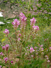 Orthocarpus cuspidatus