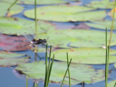 Celithemis martha
