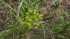 Galatella linosyris