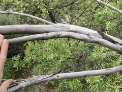 Eucalyptus ecostata