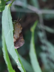 Acontia