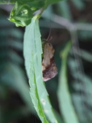 Acontia
