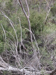Eucalyptus ecostata