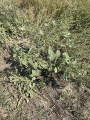 Cyclachaena xanthiifolia