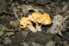 Cantharellus flavus