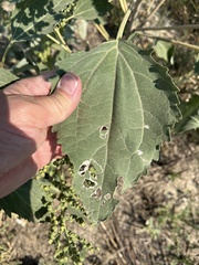 Cyclachaena xanthiifolia