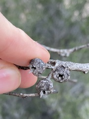 Eucalyptus ecostata