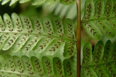 Diplazium melanocaulon