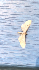 Eupithecia absinthiata