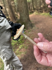 Amanita lavendula