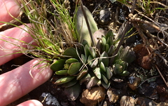 Crassula nudicaulis