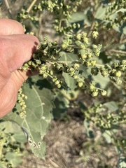 Cyclachaena xanthiifolia