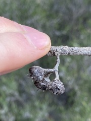 Eucalyptus ecostata