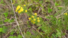 Galatella linosyris