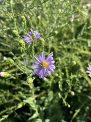 Symphyotrichum oblongifolium