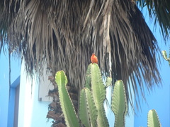 Pyrocephalus rubinus