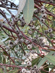 Eucalyptus ecostata
