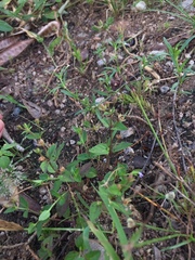 Angiospermae
