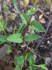 Angiospermae