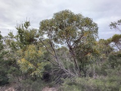 Eucalyptus ecostata