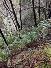 Cranfillia deltoides