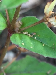 Angiospermae