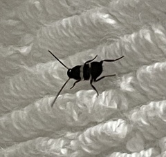 Periplaneta fuliginosa