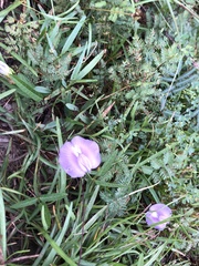 Centrosema virginianum