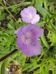 Calochortus nudus