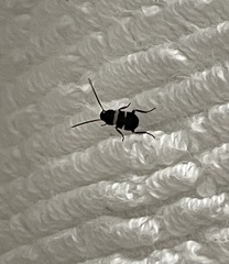 Periplaneta fuliginosa