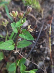 Angiospermae