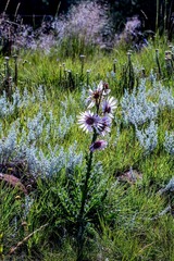 Berkheya purpurea